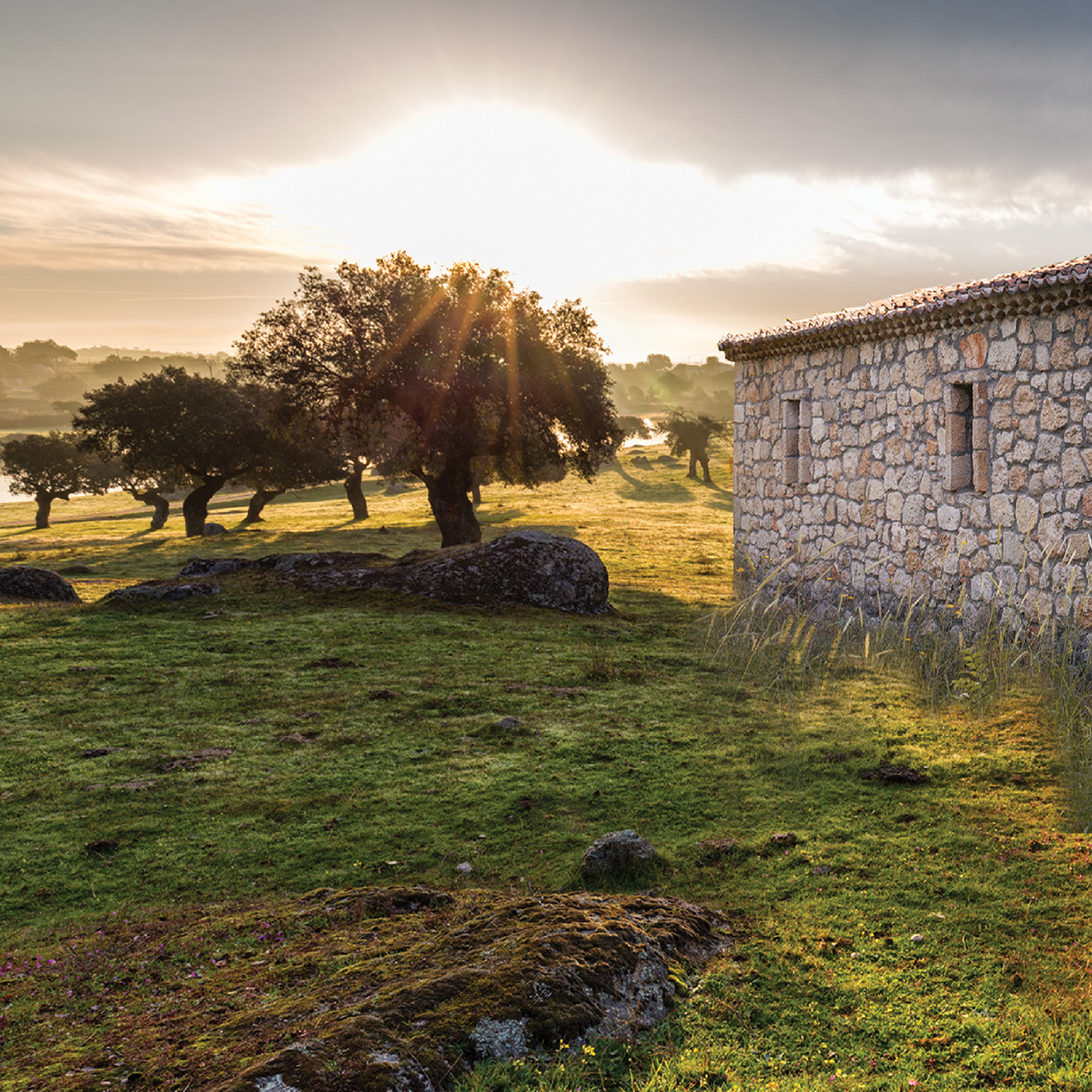 Nef Arsa Nisan Koseler Native 1200X1200